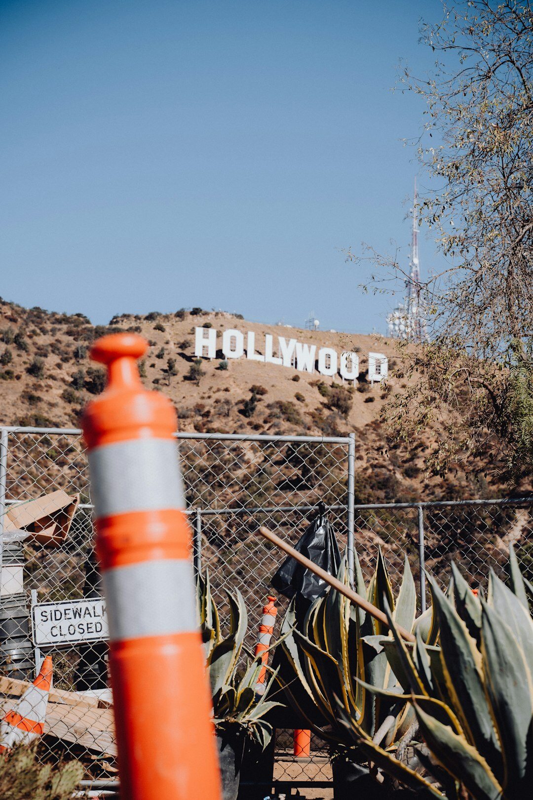 hollywood hills landscape